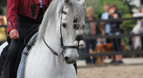 andalusians-g75f94f82b_1920