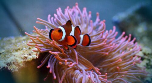anemonefish-gd5d57aa40_1920