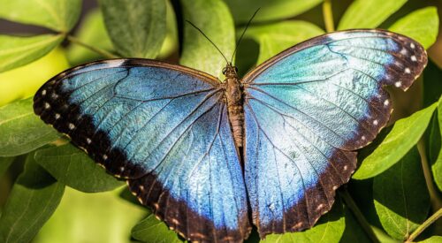 blue-morpho-g86b281e5f_1920
