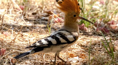 spain-gd25308b85_1920