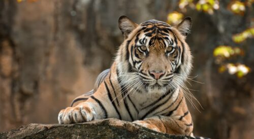 tiger-g0af279bae_1920